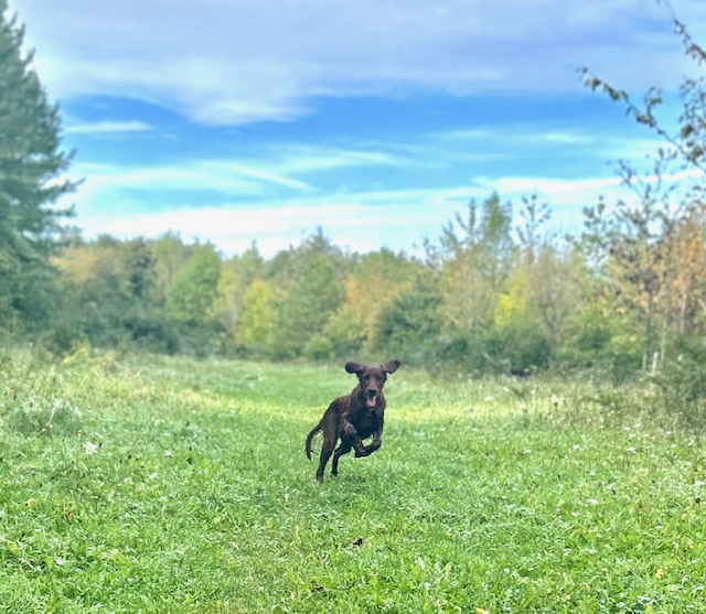 RECALL & LOOSE LEAD WALKING WORKSHOP