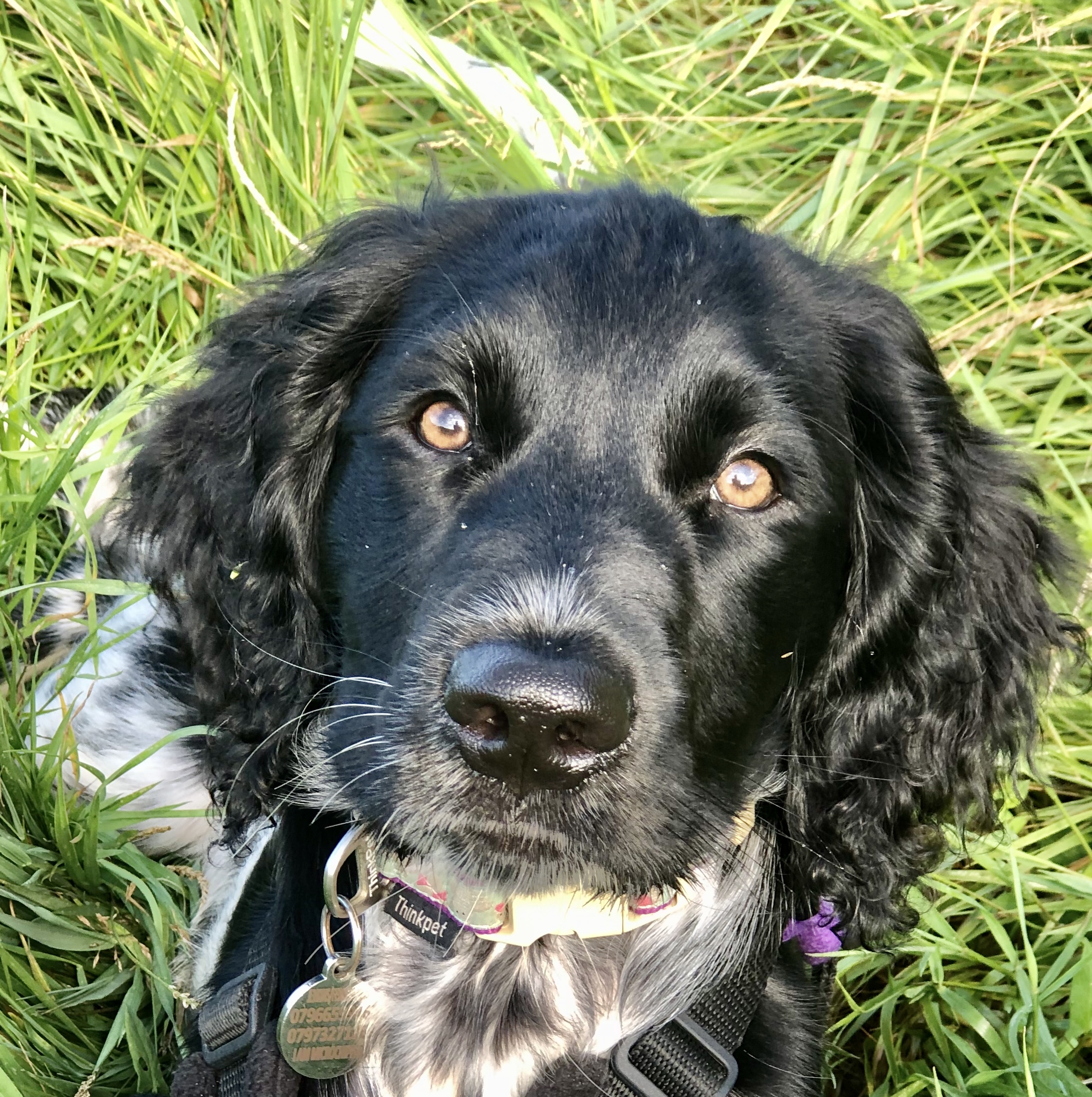 DOG WALKING/VISITS AVAILABLE IN BS30/15/31