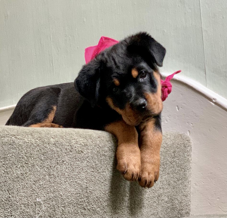 ONLINE TRAINING COURSE