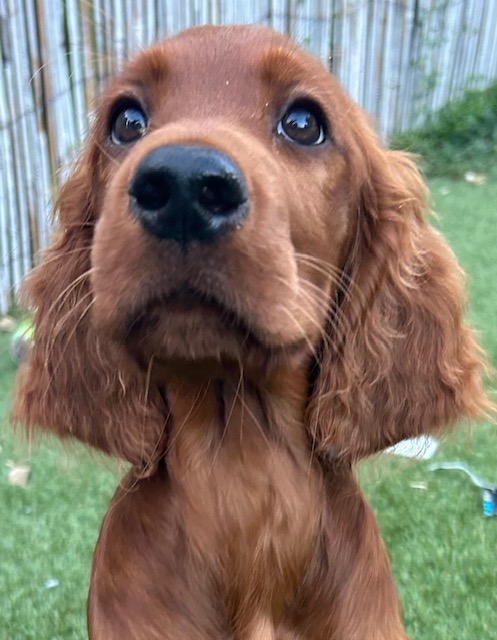 Competent Canines Puppy Socialisation & Training Course
