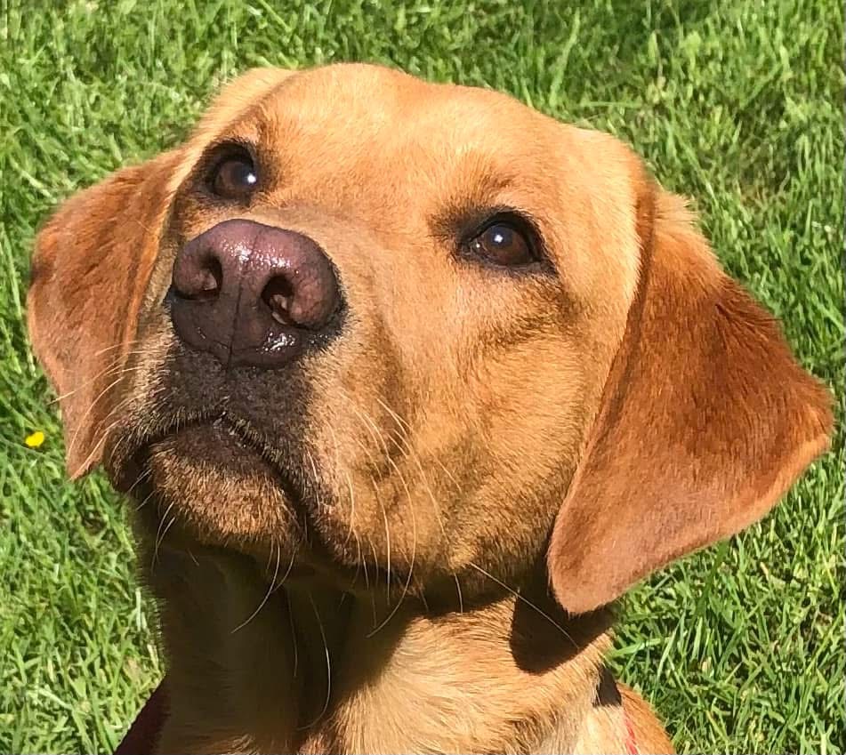 Adult & Adolescent Dog Continued Training Course